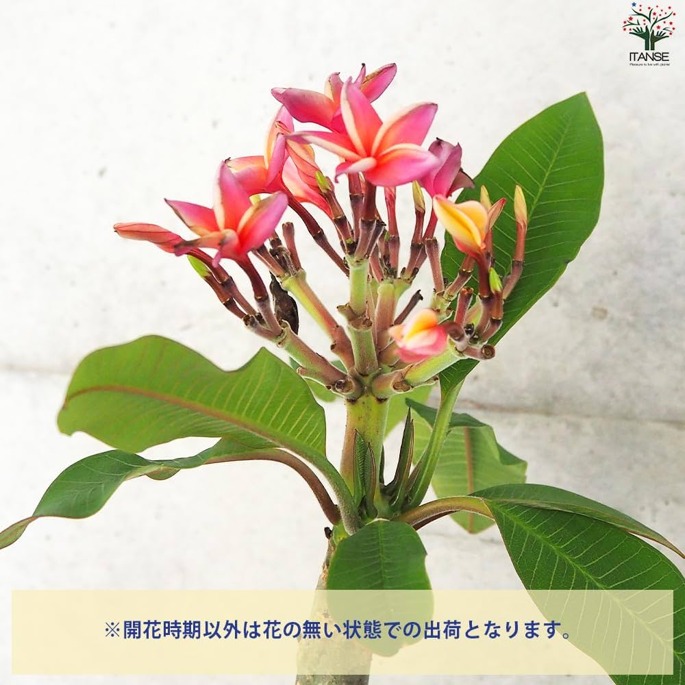 Amazon.co.jp: ITANSE プルメリア苗木 品種 ピンク